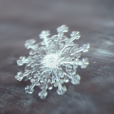 Courtesy NOAA (photographer: Becky Ramotowsky)