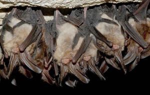 Imagine the fun of hanging out with your fellow Guano Bats in the cave!
