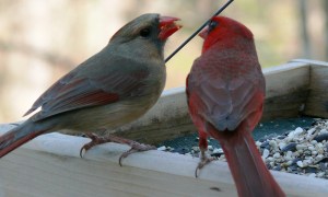 A females and male cardinal