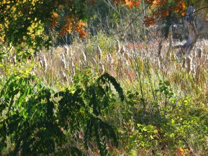 Broadmeadow isn't a meadow anymore: it was once a swamp that was drained in colonial times, and has reverted back to sampland