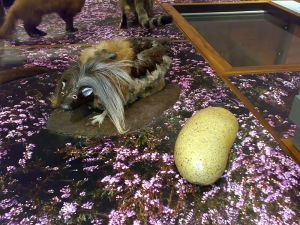 The wild haggis and how it is prepared as food (Photo credit: Wikipedia/Emoscopes)