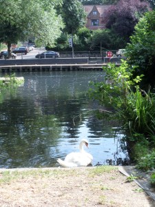 We lunched by the Wensum, which is popular with boaters as well as swans