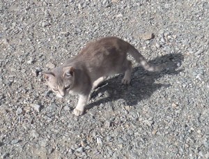 The gray guardian of the castle